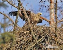 Seeadler