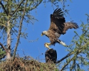 Seeadler