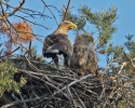 Seeadler