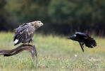 Seeadler