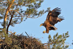 Seeadler