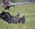 Seeadler