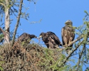 Seeadler