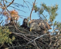 Seeadler