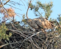 Seeadler