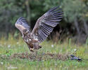 Seeadler