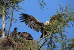 Seeadler