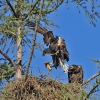 Seeadler