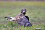 Seeadler