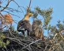 Seeadler