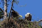 Seeadler