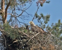 Seeadler