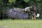 Seeadler