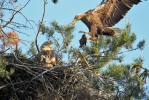 Seeadler