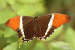 Siproeta epaphus