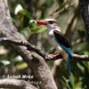 Streifeneisvogel