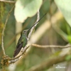 Sword-billed Hummingbird