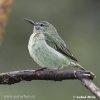 Türkisnaschvogel