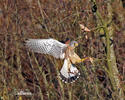 Turmfalke