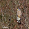 Turmfalke