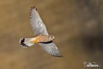 Turmfalke