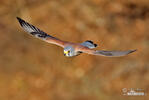 Turmfalke