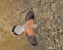 Turmfalke