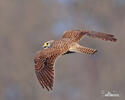 Turmfalke