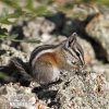 Uinta-Chipmunk