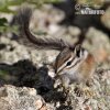 Uinta-Chipmunk