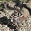 Uinta-Chipmunk