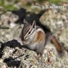 Uinta-Chipmunk