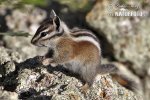 Uinta-Chipmunk