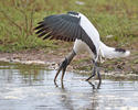 Waldstorch