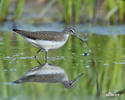 Waldwasserläufer