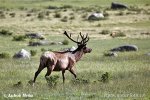 Wapiti