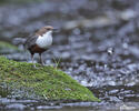 Wasseramsel