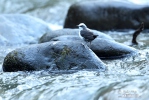 Weisskopf-Wasseransel