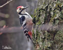 Weissrückenspecht