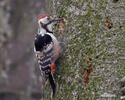 Weissrückenspecht