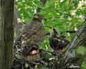 Wespenbussard