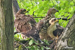 Wespenbussard