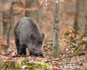 Wildschwein