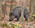 Wildschwein