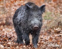 Wildschwein