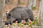 Wildschwein