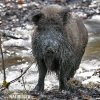 Wildschwein