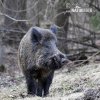 Wildschwein