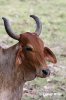 Zebu, Buckelrind