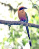 Zimtbrustmotmot